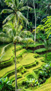 Close up of Beautiful Huge Palm Tree in Amazing Tegalalang Rice Terrace fields, Ubud, Bali, Indonesia. Close up of Beautiful Huge Palm Tree in Amazing Tegalalang Rice Terrace fields, Ubud, Bali, Indonesia.